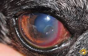 infected or stromal corneal ulcers