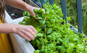 Herb Gardening Guide For Beginners
