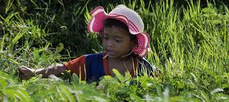 child labour in agriculture says un
