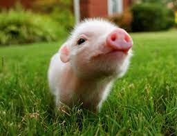 Baby Pig Wallpapers - Wallpaper Cave