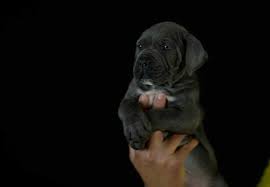 European puppies for sale with a lifetime guarantee! Cria De Cane Corso Venta De Cane Corsos Comprar Cachorros Cane Corso Online