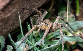 how to keep wolf spiders away