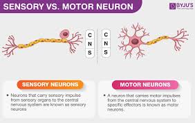 difference between sensory and motor