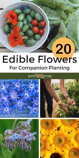 Edible Flowers For Companion Planting
