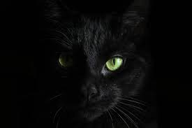 macro photography of black cat black