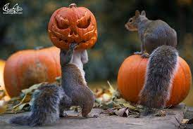 Sneaky Squirrel Uses a Stolen Jack-o&#39;-Lantern as a Makeshift Halloween Mask
