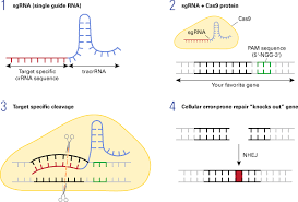 introduction to the crispr cas9 system