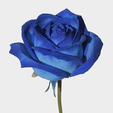 veronica blue flower whole