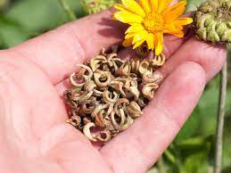 Planting Calendula Seeds: Learn About Collecting And Sowing Calendula Seeds