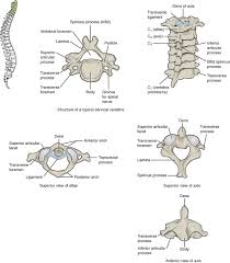 7 3 The Vertebral Column Anatomy And Physiology