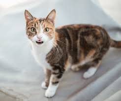 Coursing, cat & fast cat. My Cat Was Diagnosed With Hyperthyroidism What Do I Do Now Cedarcrest Animal Clinic