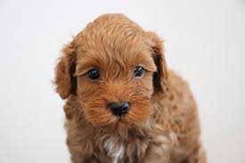Find cockapoo puppies for sale and dogs for adoption. Best Cockapoos