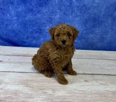 mini toy poodle puppies