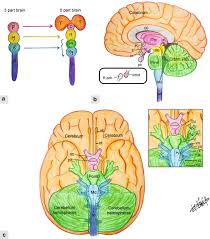 neuro anatomy for oncologist springerlink