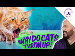 why do cats throw up so much you