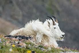Shedding Mountain Goat Oreamnos