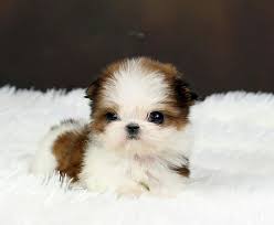 Shih tzu puppies are classified in the toy group in most countries, with a height of eight to 11 inches and weight of nine to 16 pounds (four to seven kilograms). Teacup Shih Tzu Microshihtzu 3lbs Fully Grown For More Details Please Call Us 1 888 604 3222 Prices Start At Shitzu Puppies Cute Dogs Cute Teacup Puppies