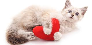 .person's life expectancy because the course of the disease differs significantly between people. Landmark Heart Health Study Sheds New Light On Feline Hypertrophic Cardiomyopathy
