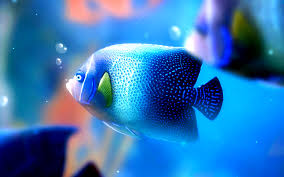desktop wallpaper fishes fish