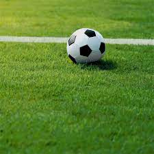 Как выбрать траву для газона