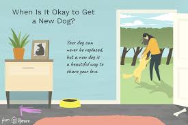 when to get another dog after your dog s