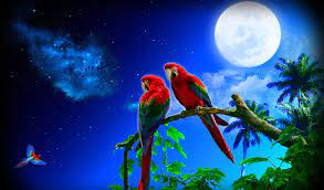 beautiful parrot images hd wallpapers