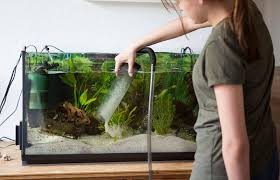How To Clean A Fish Tank Mind The
