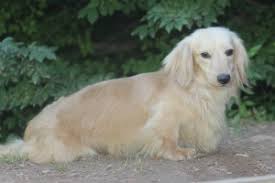 See more ideas about dachshund, cream dachshund, dachshund puppies. Shaded Cream Versus Ee Cream Doxies Louie S Miniature Dachshunds