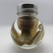 Science Education Octopus Wet Specimen Taxidermy Oddities Ball jar  allusionfilm.com