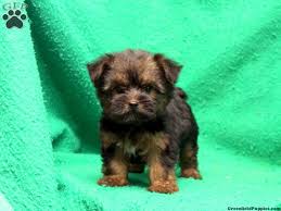 Colorado kennels is a hall of fame asca and akc kennel for australian shepherds. Silky Terrier Puppies For Sale Greenfield Puppies