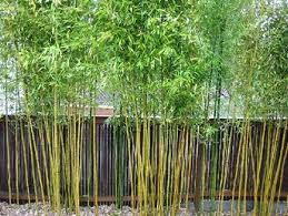 Wtop Bamboo Garden Fences