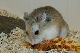 roborovski dwarf hamster facts you ll