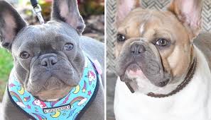 Rescue, rehabilitation, placement, adoption, public breed education, and breed specific shelter assistance and more. Frenchies Galaxy Home Facebook