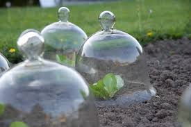 How To Use Cloches In The Garden