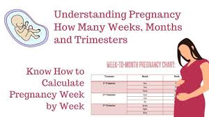 Pregnancy Chart Weeks Months Trimesters Www