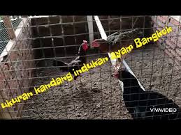 Kandang ini adalah kandang yang dikhususkan bagi para anak ayam yang baru saja menetas. Download Ukuran Kandan Ayam Bangkok Paling Ideal Mp3 Mp4 3gp Flv Download Lagu Mp3 Gratis