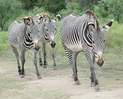 So where do zebras live? Grevy S Zebra Fossil Rim Wildlife Center