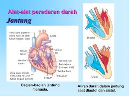 Jantung juga memiliki peran penting dalam membantu peredaran darah dalam tubuh. Bab 5 Sistem Sirkulasi Ppt Download