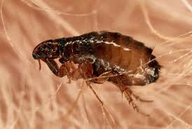 how to get rid of fleas 8 ways to get