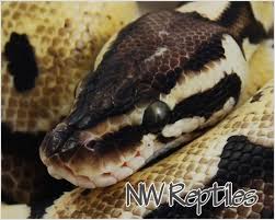 ball python genetic behaviororph