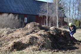 using fresh manure as fertilizer part 2