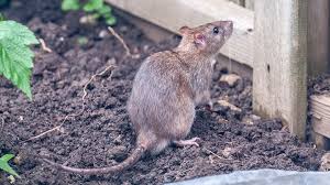 Pesky Rats To Your Vegetable Garden