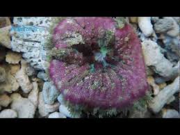 pink mini carpet anemone stictyla