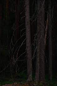 Дремучий лес — Фото №1409668