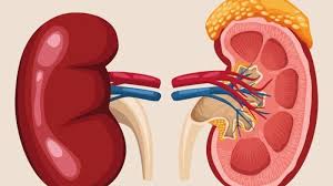 weak kidneys 6 effective home remes