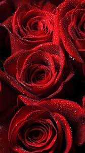 roses red drops petals iphone 8