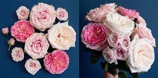 por pink rose varieties flowerlink