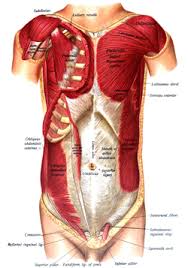 Small muscles running between the ribs, known as the external intercostal muscles, lift the ribs during deep breathing to further expand the chest and lungs and provide even more air to the body. Pectoralis Major Wikipedia