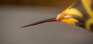 As long as it's attached to your skin, a honeybee's stinger can continue pumping out toxins—intensifying your pain even after the bee dies. Bee Sting Treatment Reaction And Removal Ehrlich Pest Control