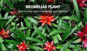 bromeliad plant how to grow and